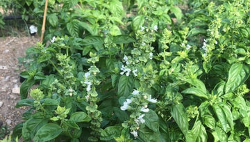 Albahaca Bio Finca Las Moreras