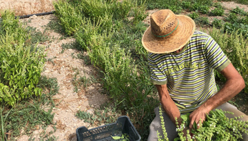 Cosecha Albahaca