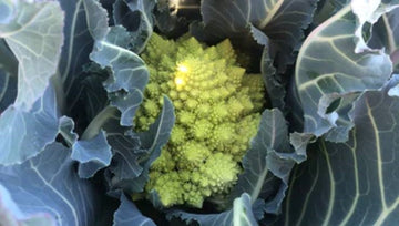 🫑🌱 ¿Has escuchado hablar del Romanescu bio? Sigue leyendo🍅🍆