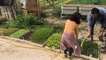 Regar las plantas de Finca Las Moreras