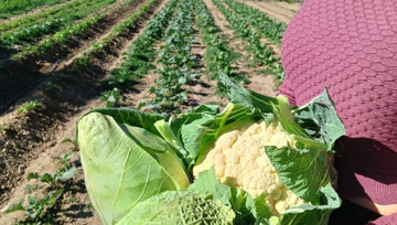Cosecha Coliflor