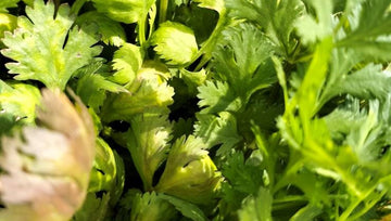 Cilantro Bio Finca Las Moreras
