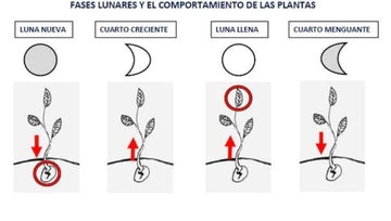 Fases de La Luna