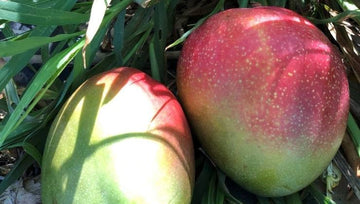 ¡Descubre los Secretos de la Vitamina C en Finca Cultiva Salud!