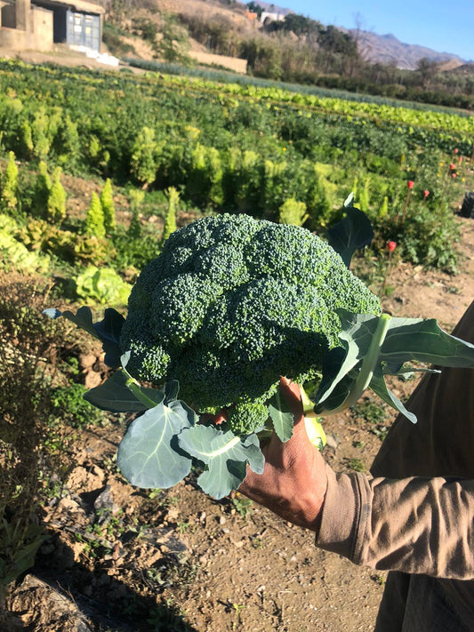 BROCOLI BIO 500 gr. Finca Las Moreras
