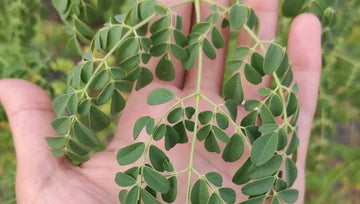 Moringa: La Superplanta que Combate la Desnutrición y Mejora la Salud